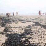 A large amount of dark-coloured greasy oil balls (tarball) was found deposited along a long stretch of the Juhu beach in Mumbai.