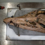 Jurassic sea monster,