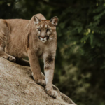 Father rescues 5-year-old son from a mountain lion attack at Malibu Creek State Park, preventing a potential tragedy.