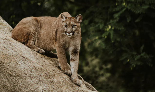 Father rescues 5-year-old son from a mountain lion attack at Malibu Creek State Park, preventing a potential tragedy.